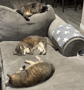 Three sleeping cats.