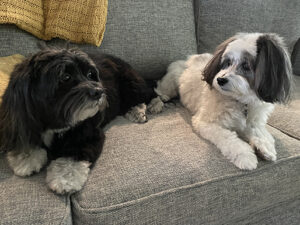 Black Javanese dog and white Javanese sitting on couch.