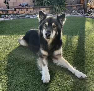 Beautiful German shepherd dog on the grass