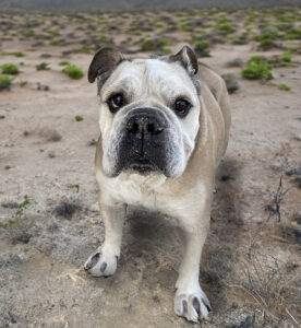 Bull dog looking up at the camera