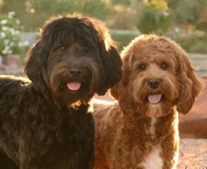 Two poodle dogs looking at camera.