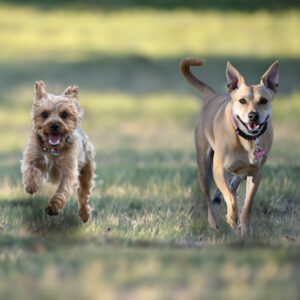 Small terrier and larger mix dog running in the grass.