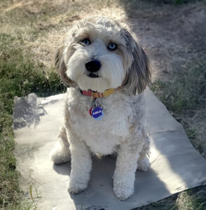 Cute dog looking at camera.