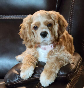 Cute cocker spaniel dog.