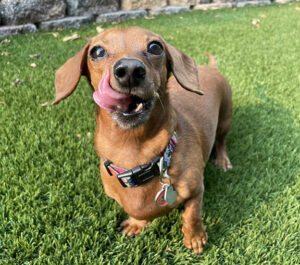 Cute wiener dog with tongue out.