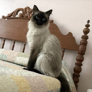 Beautiful siamese cat